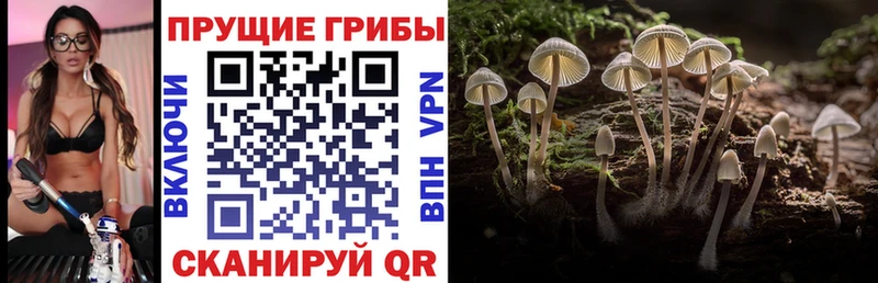 Купить закладки  Серафимович  Галлюциногенные грибы ЛСД 